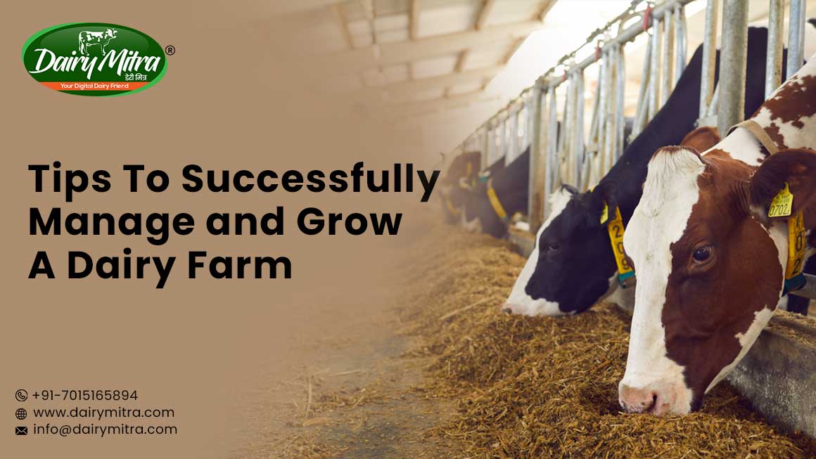 Tips To Successfully Manage And Grow A Dairy Farm